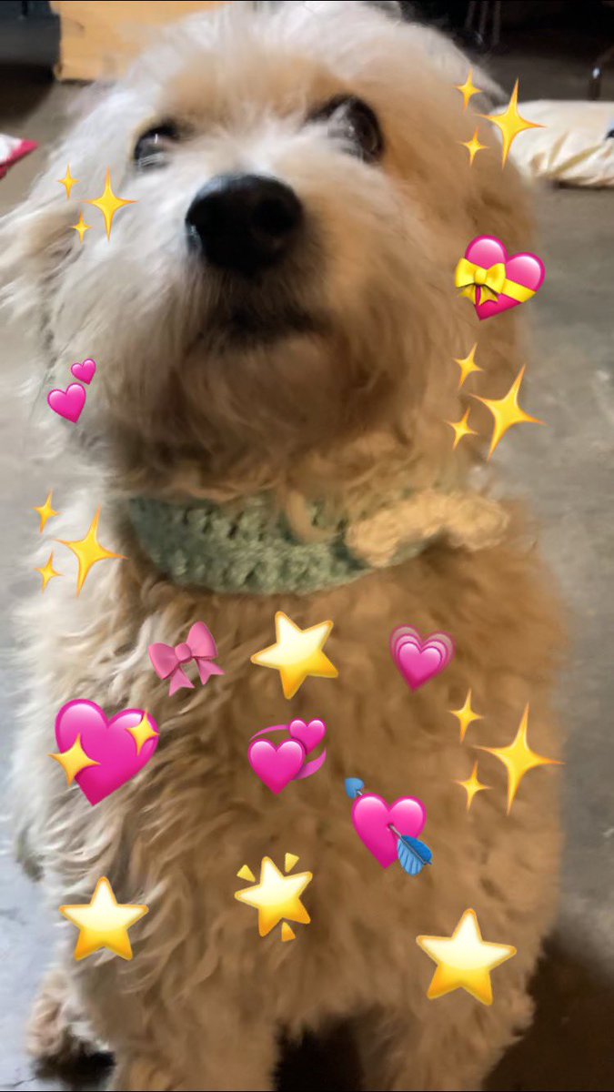ellarushh's tweet photo. thanks to quarantine, my boyfriend’s dog now has a snazzy new collar 💖 https://t.co/wxP44ZniAw