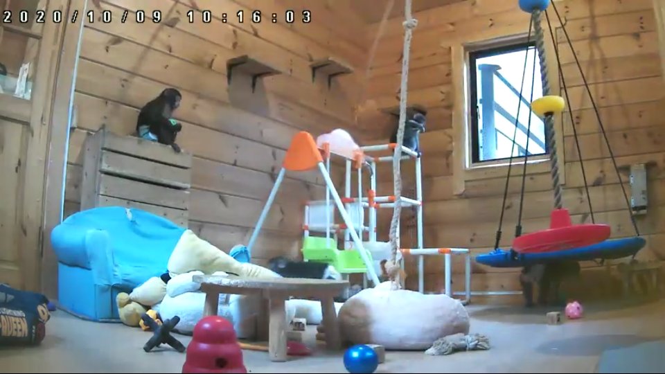 ハッシュタグ 動物赤ちゃん