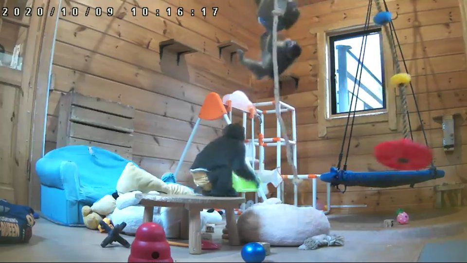 ハッシュタグ 動物赤ちゃん