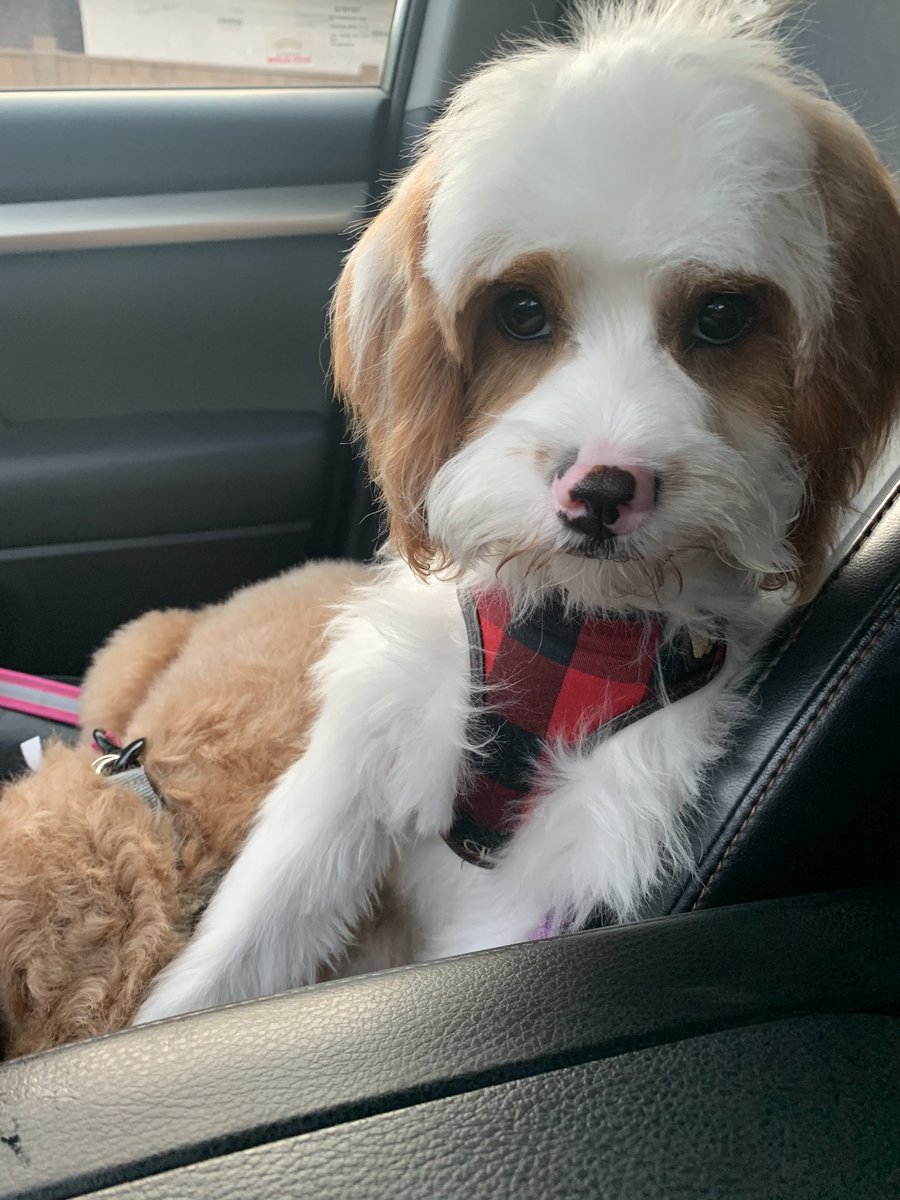 Fouada Hamzeh, Ph.D. 🇨🇦🇵🇸🪬 tweet media