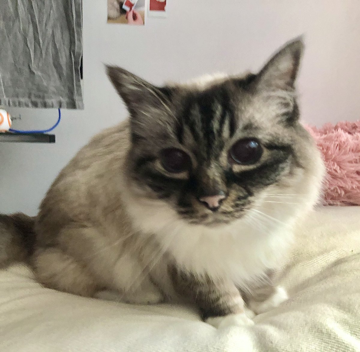 PrimcessPamcake's tweet image. hello it’s , minuscule baby hour’s