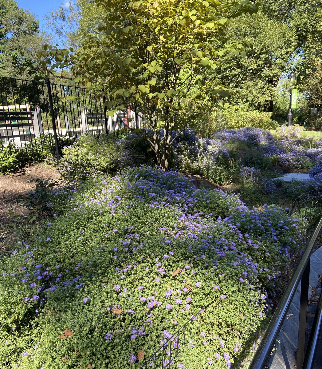 staceyglick's tweet photo. Great work day. First social distanced @DGandBTweets staff lunch in Central Park in 7 months, @juliabainbridge beautiful new book #gooddrinks arrived, @WMG_NYC @CandaceBushnell Zoom followed by dinner from @ayeshacurryโs #thefullplate. Productive and fun day, Iโm pooped! ๐๐๐ง https://t.co/hmbNOj0Air