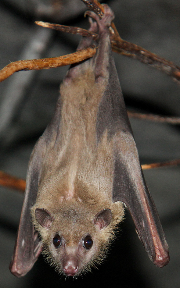 Bat Number Eight is the Egyptian fruit bat (Rousettus aegyptiacus).Bats of the Rousettus genus are among the only megabats (flying foxes) to echolocate, & they also have a socially-complex vocalization system (bat language!!!) to talk amongst themselves