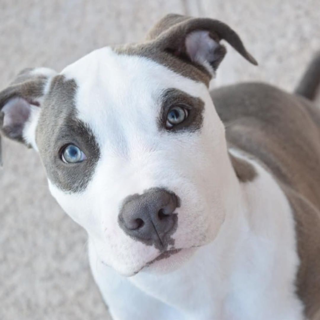 White cutie!!!😍😍😍😍😍
Tag a pitbull lover to make their Day!!
#pitbullspuppies1 #pitbull #pitbullsofinstagram #pitbulls #pittiesofinstagram #pitbullpuppies #pitbullpuppy #pitbulldog #pitbull_love #proudpitbull #pits #pitbullswag #pitbullbreed #pitbullife #pit #Dog #doggy #dogs