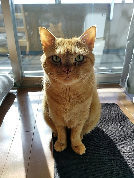 フェリシモ猫部 On Twitter 猫さんに聞く 犬の十戒 後編 アニマルコミュニケーター岩津さんに聞いてみよう 前回に続き 心に響く 犬 の十戒 について猫さんたちにコメントを頂きました 登場してくれた5匹の猫さんと共に 猫と暮らす ということについて