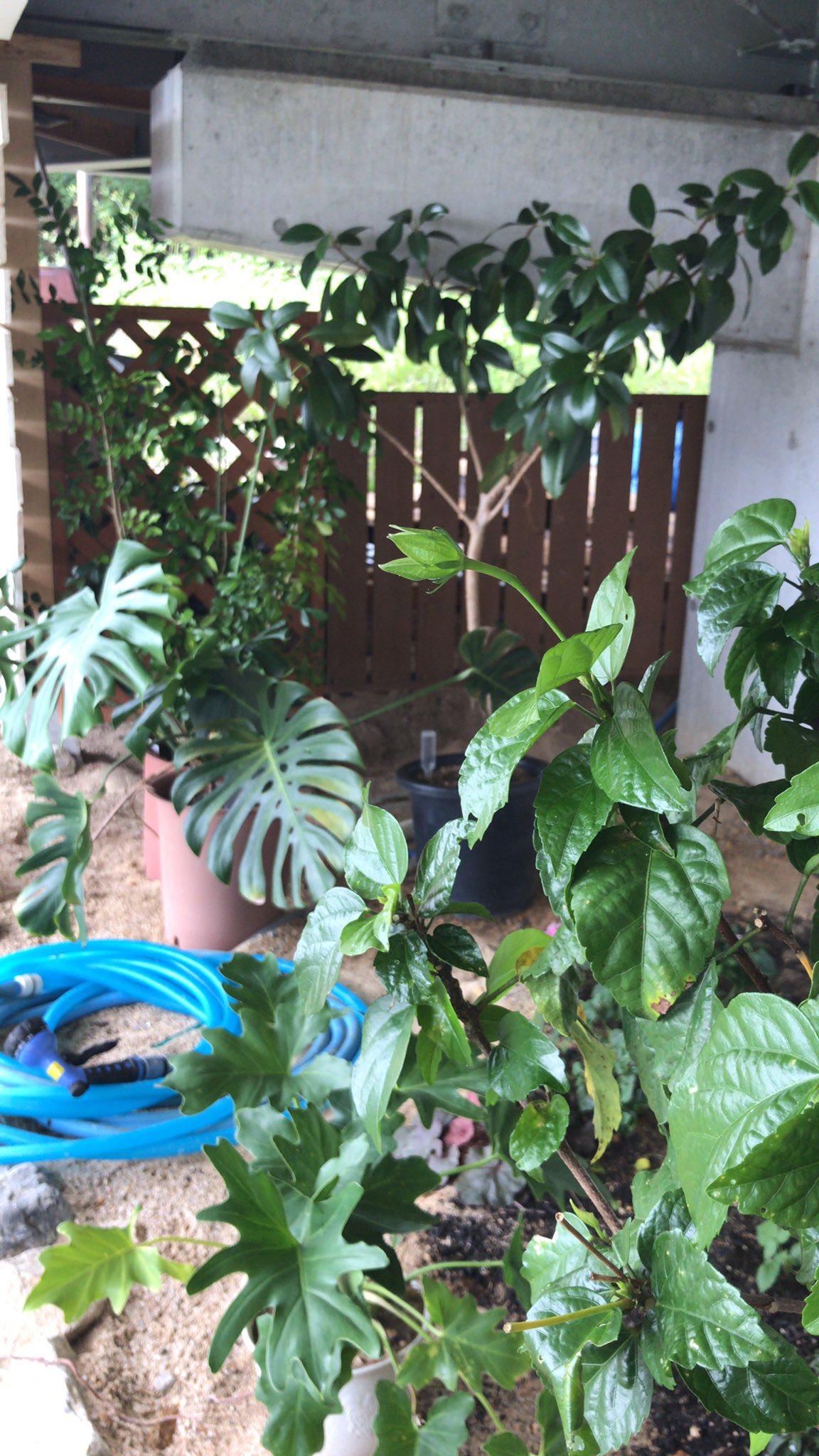 Garden Cafe Rivage ガーデンカフェ リバージュ植物紹介 台風の影響で風が少し強いので 今日はこちらのテラス席のみご利用いただけます テラス席後ろには インパチェンス ホスタ ヒューケラ ルキア 等の半 日陰でも育つ植物を植えています 観葉植物の鉢