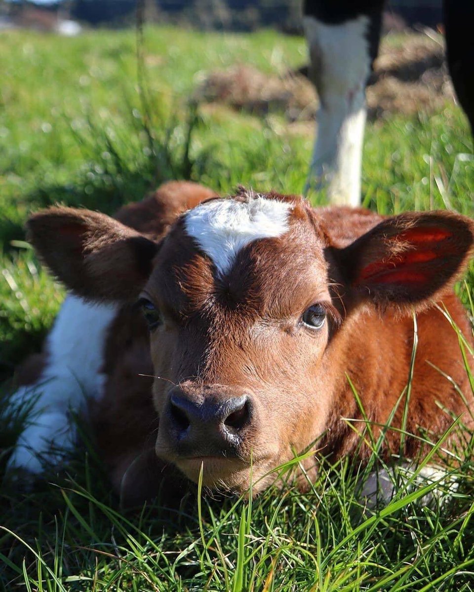 MULTISAL
CALIDAD A PRECIO JUSTO ® ♥

_

#Repost @_cowphoto
• • • • • •

. 
#cowsofinstagram #cowstagram #dairycows #cowphotography #cowlover #cowsarecool #rural #animalsoﬁnstagram #instacow #animalphotograpy #animallover #cuteanimals #photography  #farmlife  #cowlife