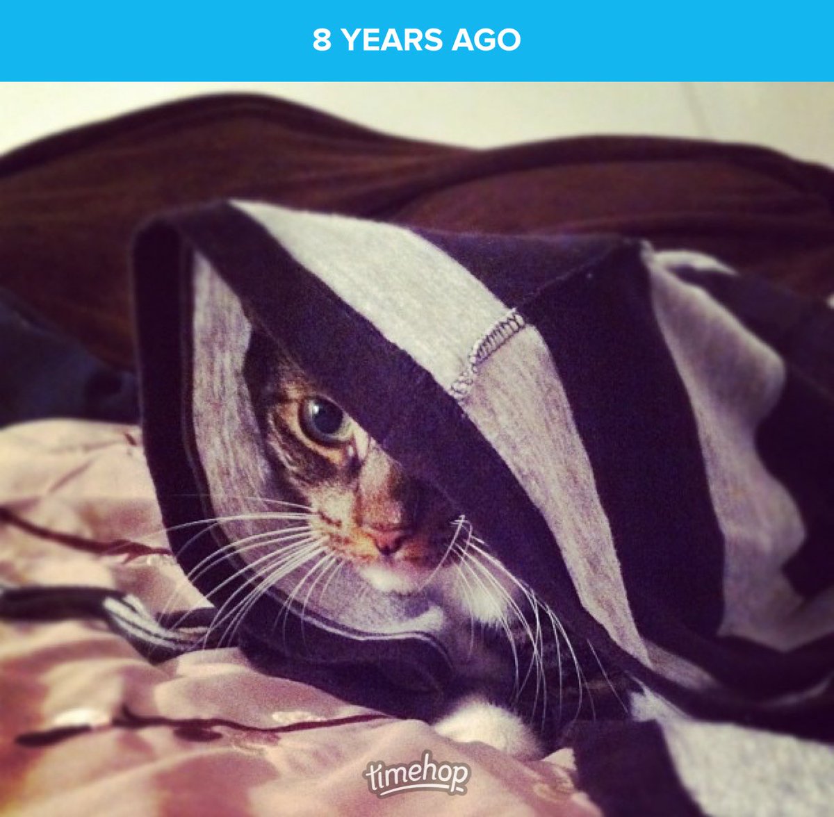 Ell1mac's tweet photo. My baby still hides like this! 😻🥰 https://t.co/pkg2A5Sizo