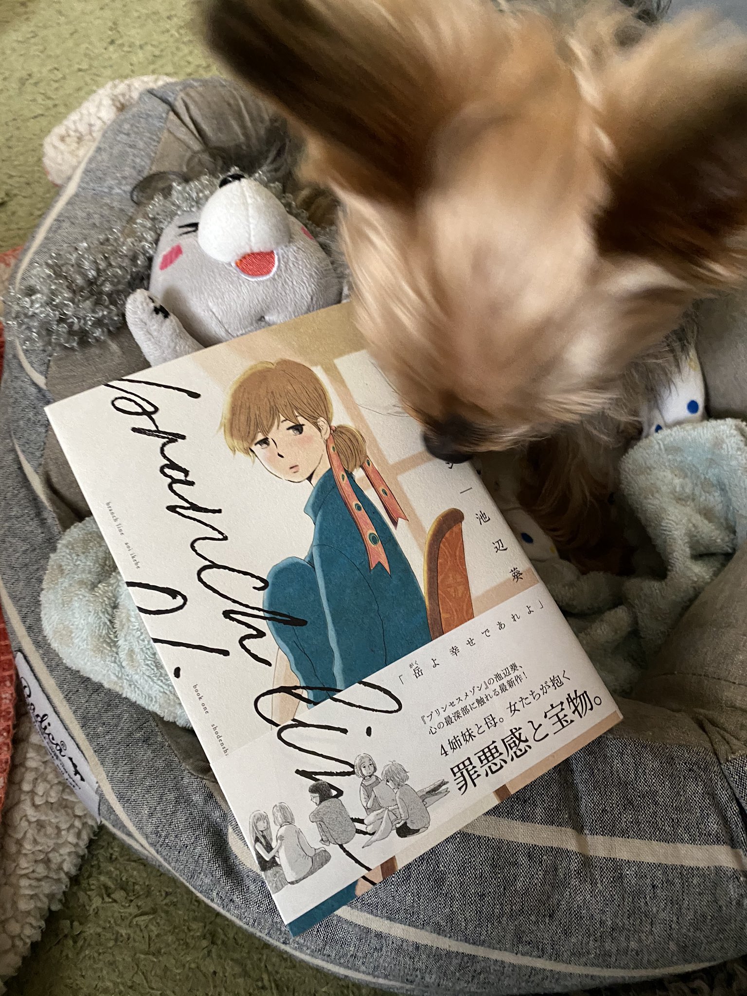 池辺葵はどんどん良くなっていく プリンセスメゾン の著者による最新刊 ブランチライン 1巻感想まとめ Twitter