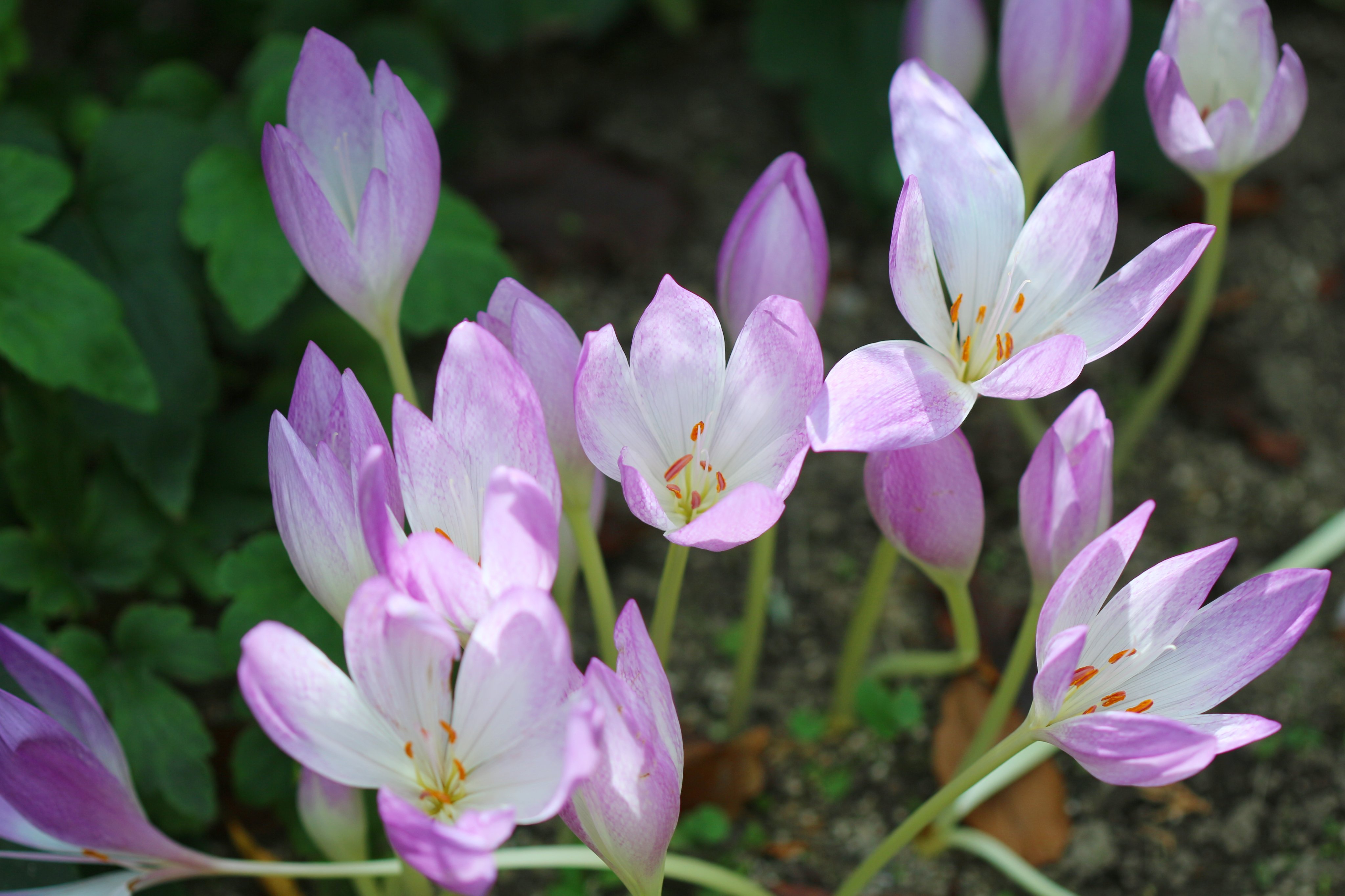 Maririn コルチカム イヌサフラン 花写真 コルチカム T Co Hzuu8hfwgf Twitter