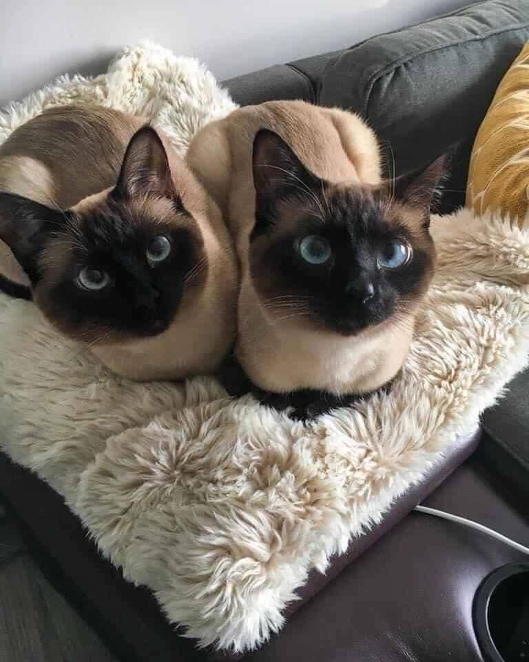 เมี๊ยวล์ 𓂃 🐱 tweet media