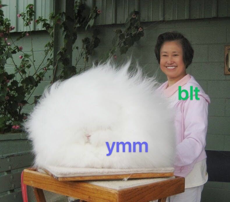 BrighteMing's tweet photo. The Angola Rabbit 

 #mingming #yaomingming #姚明明 #요명명 #요밍밍 #ヨウミソミソ #yaobonan #姚柏南 https://t.co/saHuViKmRu