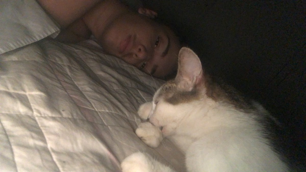 httpedrov's tweet photo. A saudade que eu sinto desses gatos... https://t.co/0J0yK8I0Nw