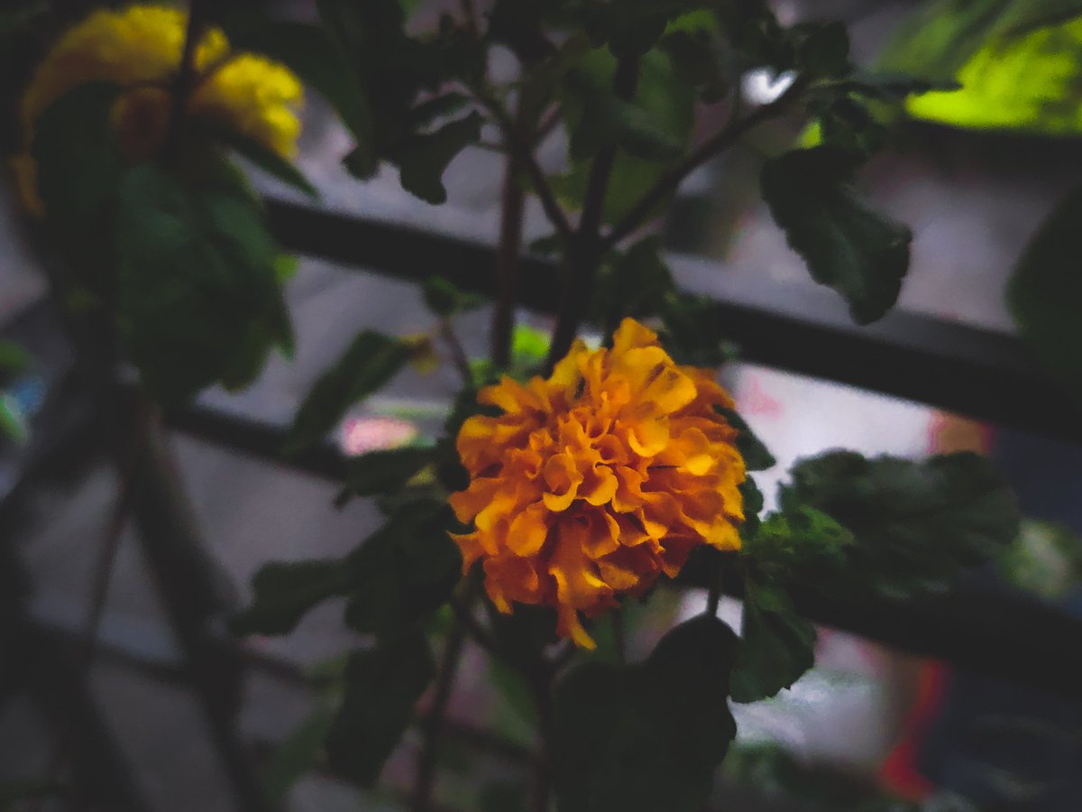 wanderlusted_11's tweet photo. Whenever we end up with a bad day the next day remind us there's always light after the dark.
#selfrealisation
#photography 
#adobelightroommobile
#shotononeplus https://t.co/2DWyRZMRsf