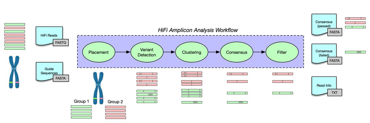 I'm happy to share the release of our <a href="/PacBio/">PacBio</a> #HifiRead Amplicon Analysis tool (pbaa). It rapidly delivers high quality consensus sequences from simple-to-complex loci. #bioinformatics #genomics  

🐍Bioconda details:

github.com/PacificBioscie…

github.com/PacificBioscie…