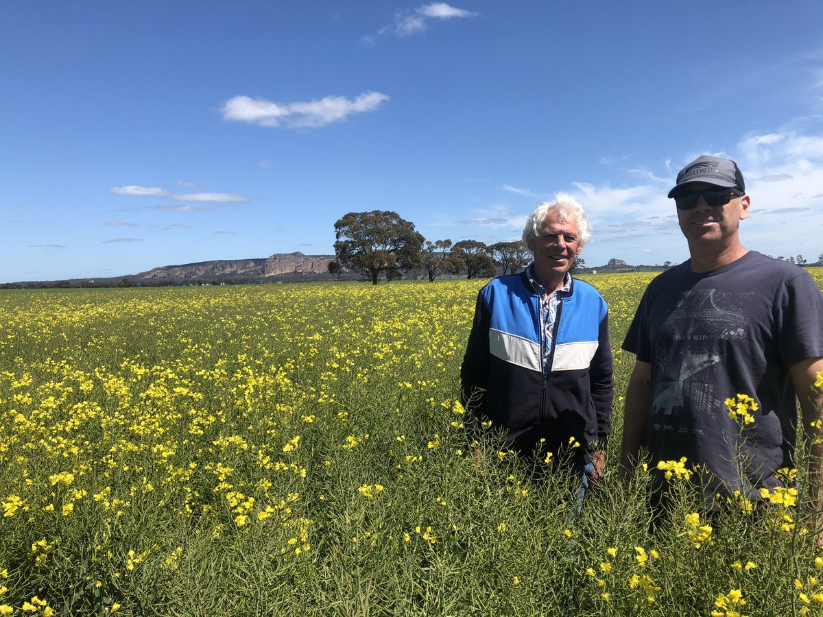 AgMannes's tweet photo. Heath and John Uebergang of #Natimuk are happy with the consistency of #Hyola559TT With the price of the #hybrid below OP level with better Blackleg vigour and yield it still has a role to play on their farm @CaptainCanola @PacificSeeds @matthew_sparke https://t.co/kC1E5hdHIm