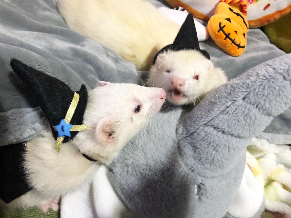 ぐっこ๑ イラスト集ご予約受付中っ ꈊ Happy Halloween Trick Or Treat フェレット Ferret Gucco ハロウィン Halloween Cute かわいい T Co Gzimbscyba