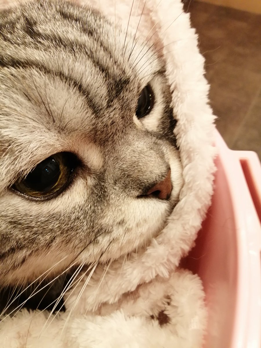 猫の便秘