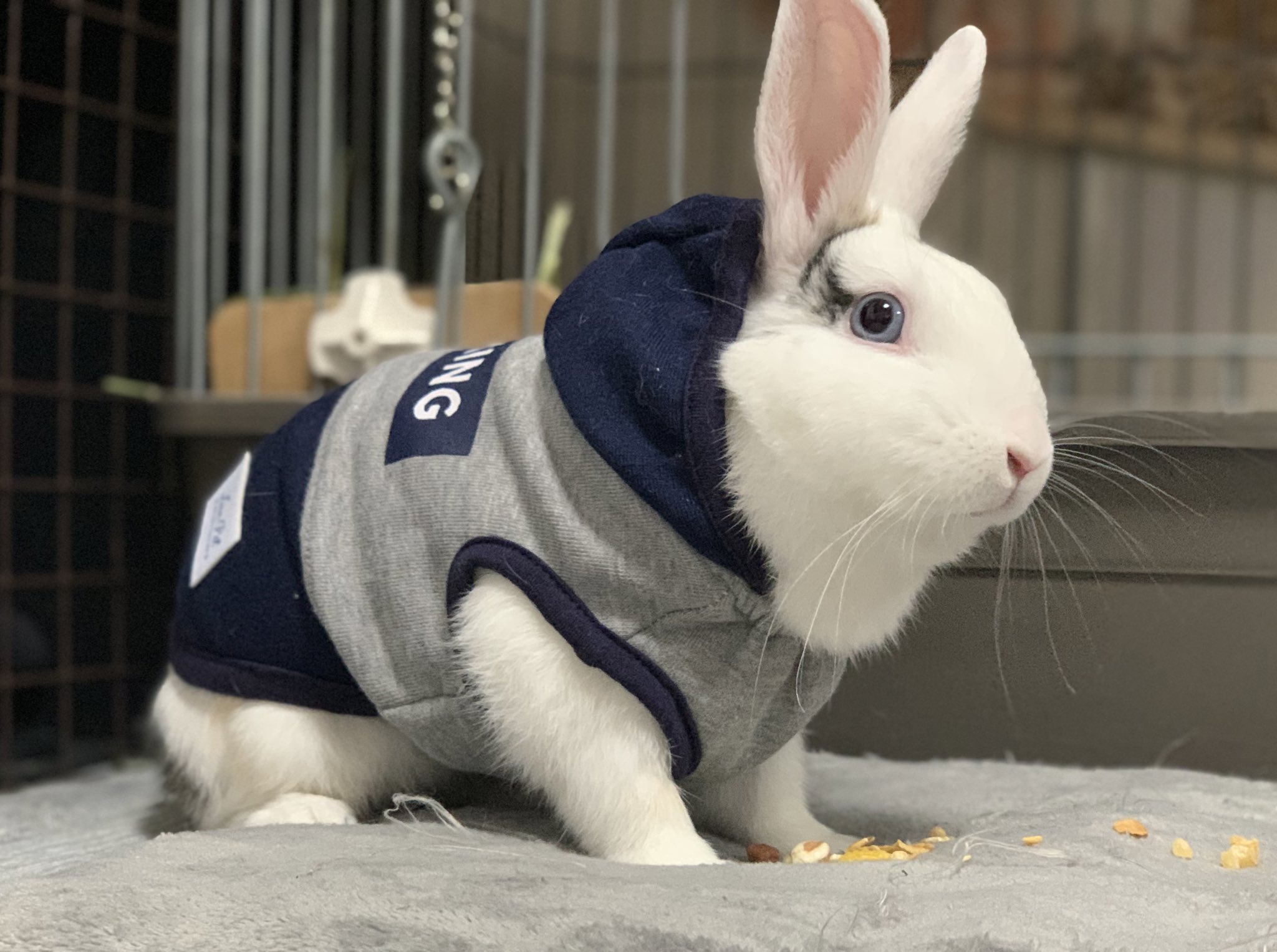 のんびりぱるしぇ 初めての服に挑戦 かっこいいよ うさぎ ウサギ服 もふもふ かわいい うさぎのいる生活 ミニウサギ うさぎさんとお友達 T Co 5fk37mxnox Twitter