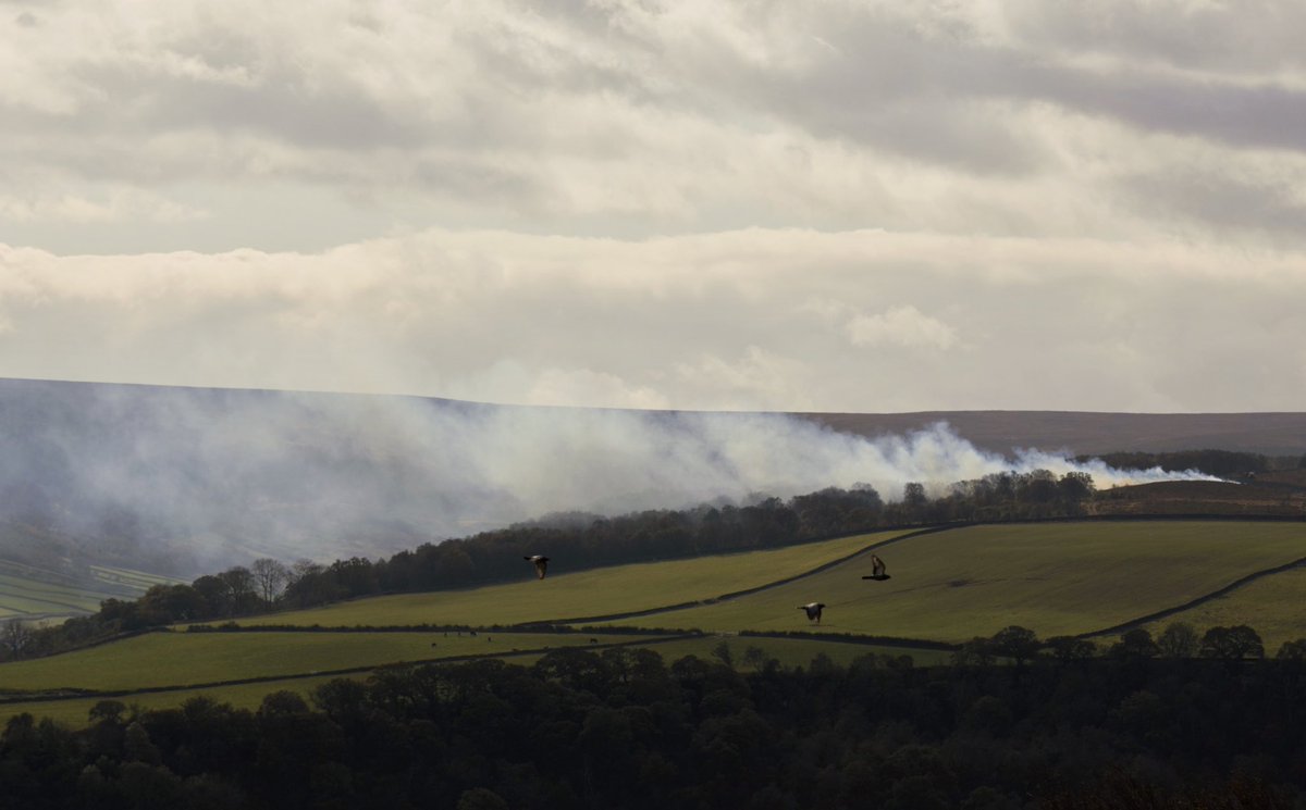 Heather burning North Yorkshire moors Wednesday first one from above farndale , googled Heather cutting machinery and there is another way 🤔