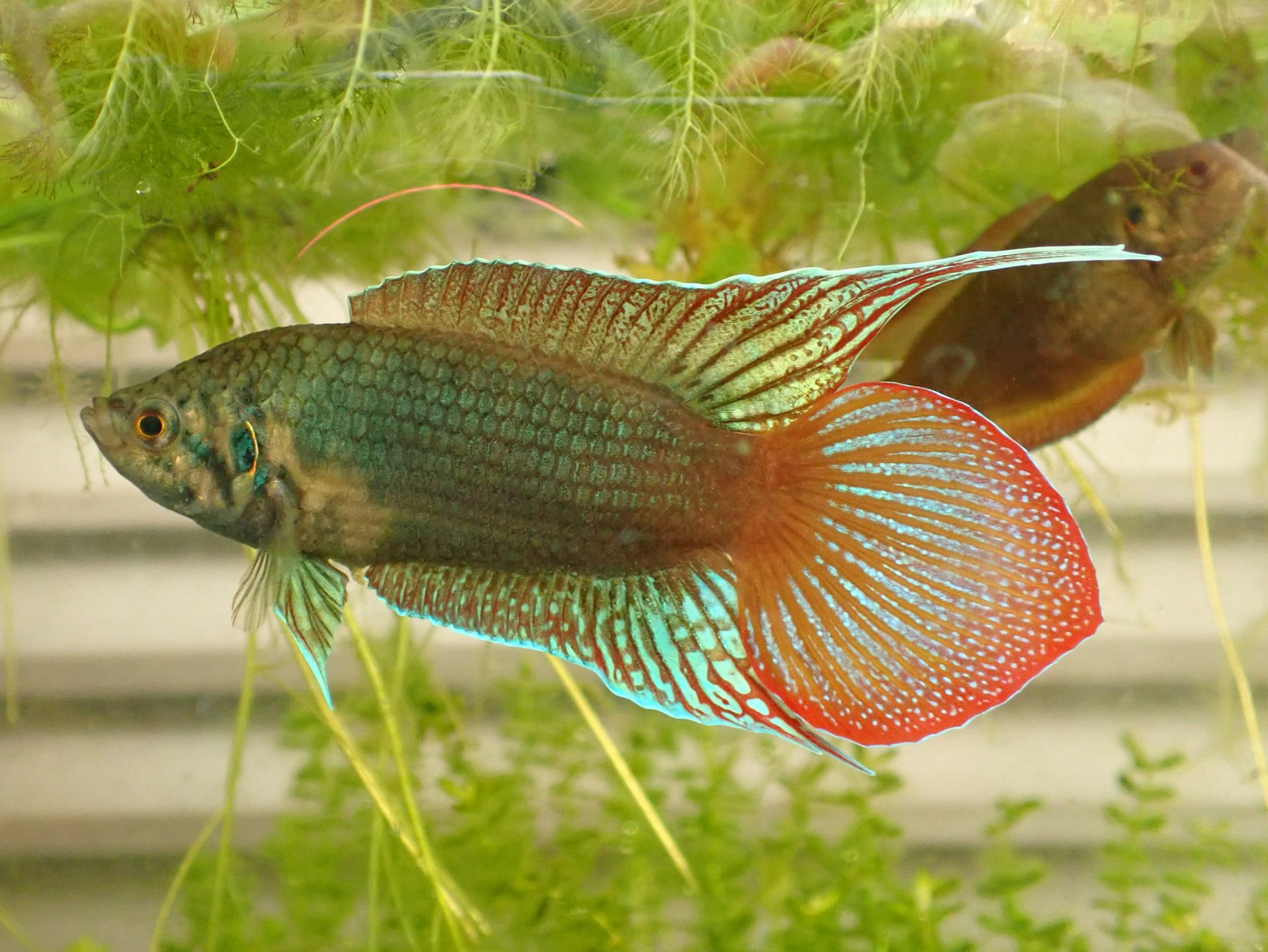 あやしいかげ Fishyshadow アクアリウム大図鑑21 1 チョウセンブナ 2 繁殖期以外は灰色とくすんだ緑だが6 8月には 極楽魚 にふさわしい色とヒレに 情報錯綜してますが水面が凍っても水全部が凍結しなければ通年鉢等でも 飼育可能 メダカ