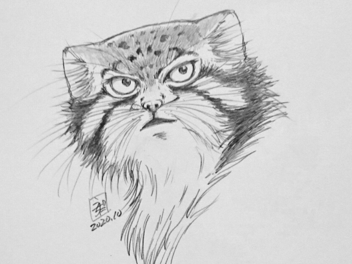 モフリシャス タヌーン マヌルイラスト練習中 モデルはハニーさん いつみても美しい 美しさの秘密の一つは 口元の黒が 真っ赤なルージュ を連想させるからじゃないかと思った マヌルネコ 猫イラスト Manul Pallascats Wildcats ハニー