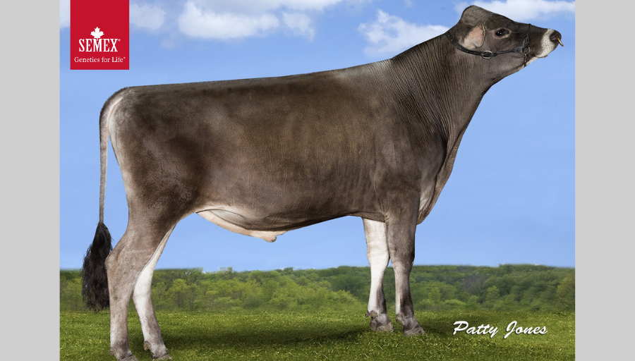 Semex's tweet photo. Jersey Fans... Check out 0200JE10030 River Valley Mac Merit-P (Listowel-P x Mackenzie x DJ Zuma), a River Valley Farm, Genomaxยฎ and Polled sire with +632 M, +95 CFP, positive percentages, +449 CM$ and +120 JPI! #jerseysrock https://t.co/JLn1M6Dj9g