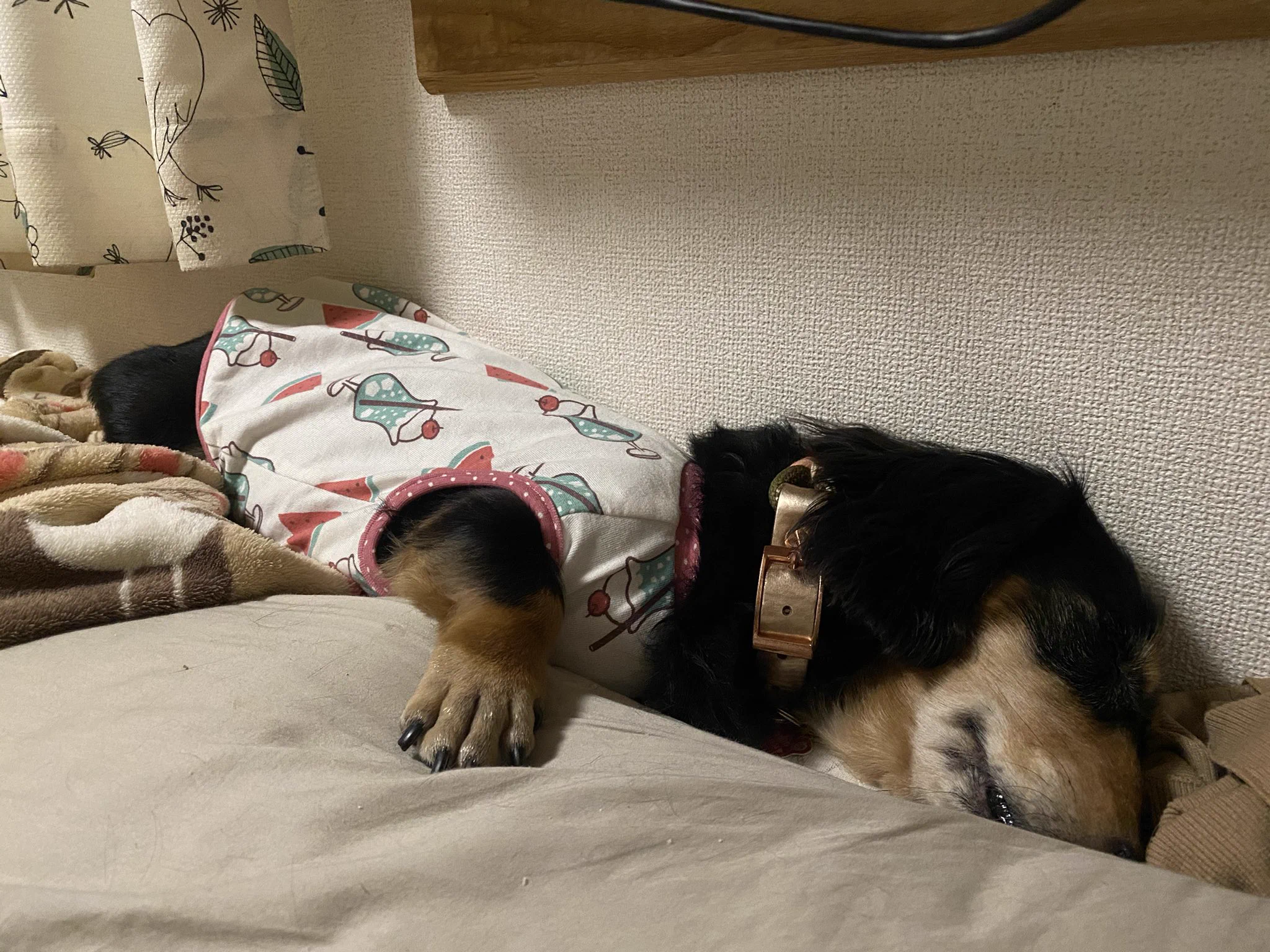 @DachsMonji ダックスの寝ることに対しての能力や技術は他の犬種より高いと思います(笑) 