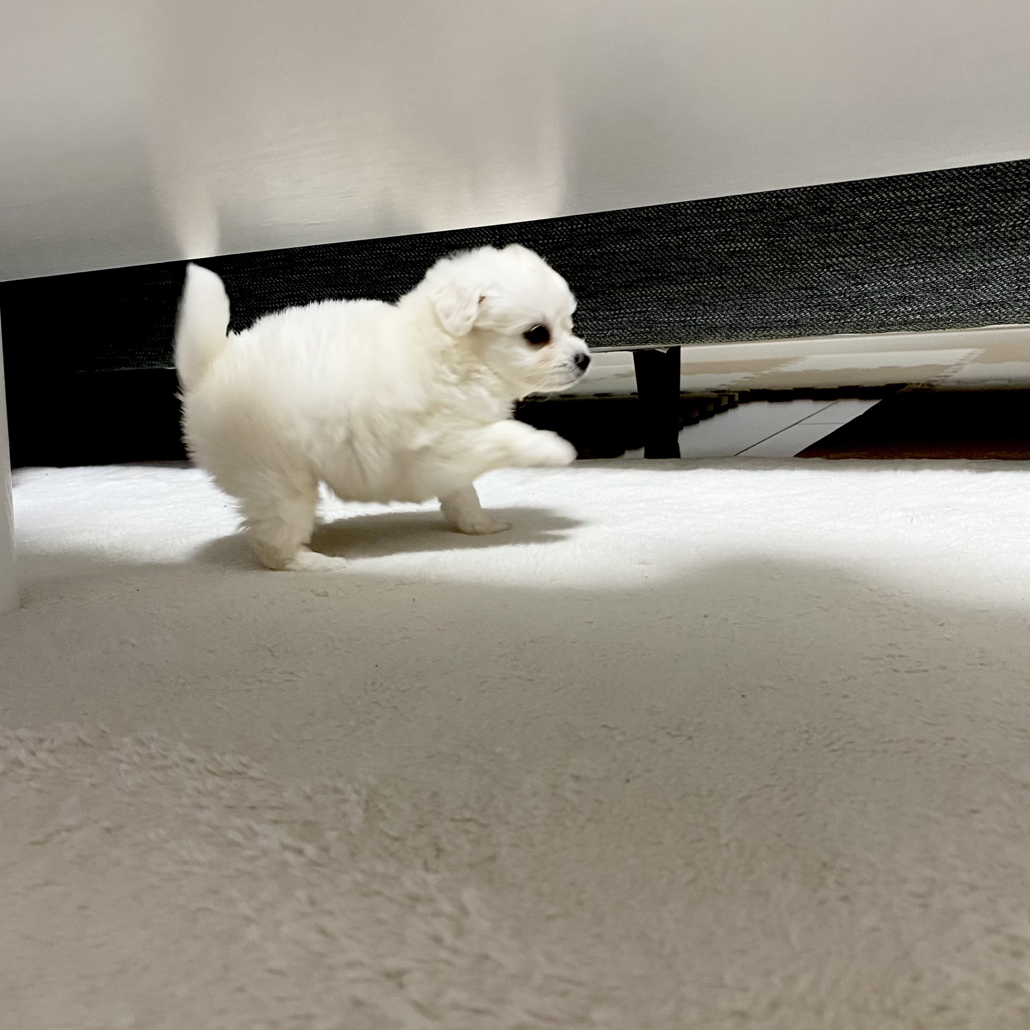 少佐くんとそもうさん チワワビションとトイプードル もう神々しい チワワビション チワワ ビションフリーゼ 犬 子犬 かわいい ミックス犬 犬のいる暮らし いぬすたぐらむ T Co Nygbdtgotj Twitter