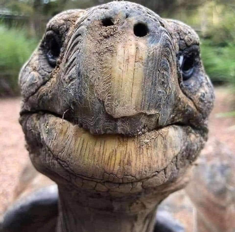 Wishing Jonathan the tortoise a very happy 188th birthday. He is the oldest known living terrestrial animal in the world🥳
