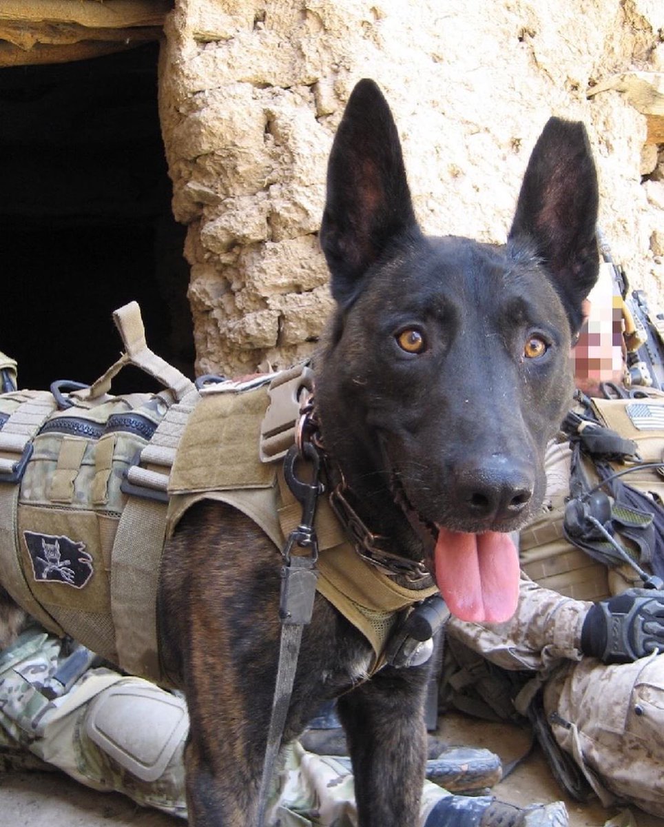 Forged® tweet media