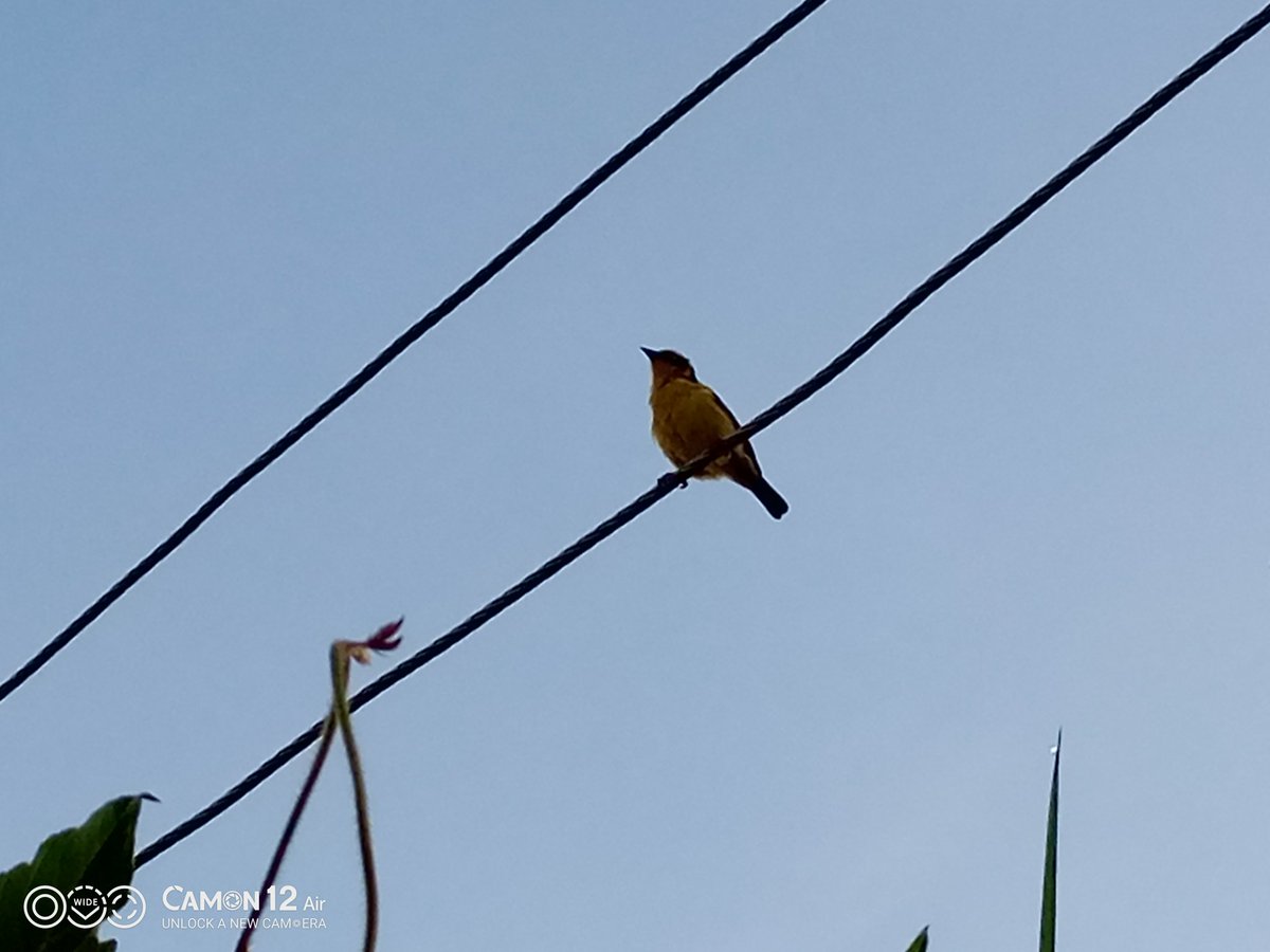 bigK_elly's tweet image. #CBeyond  Chasing nature @TECNOMobile254