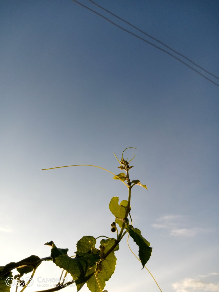 bigK_elly's tweet image. #CBeyond  Blue sky @TECNOMobile254