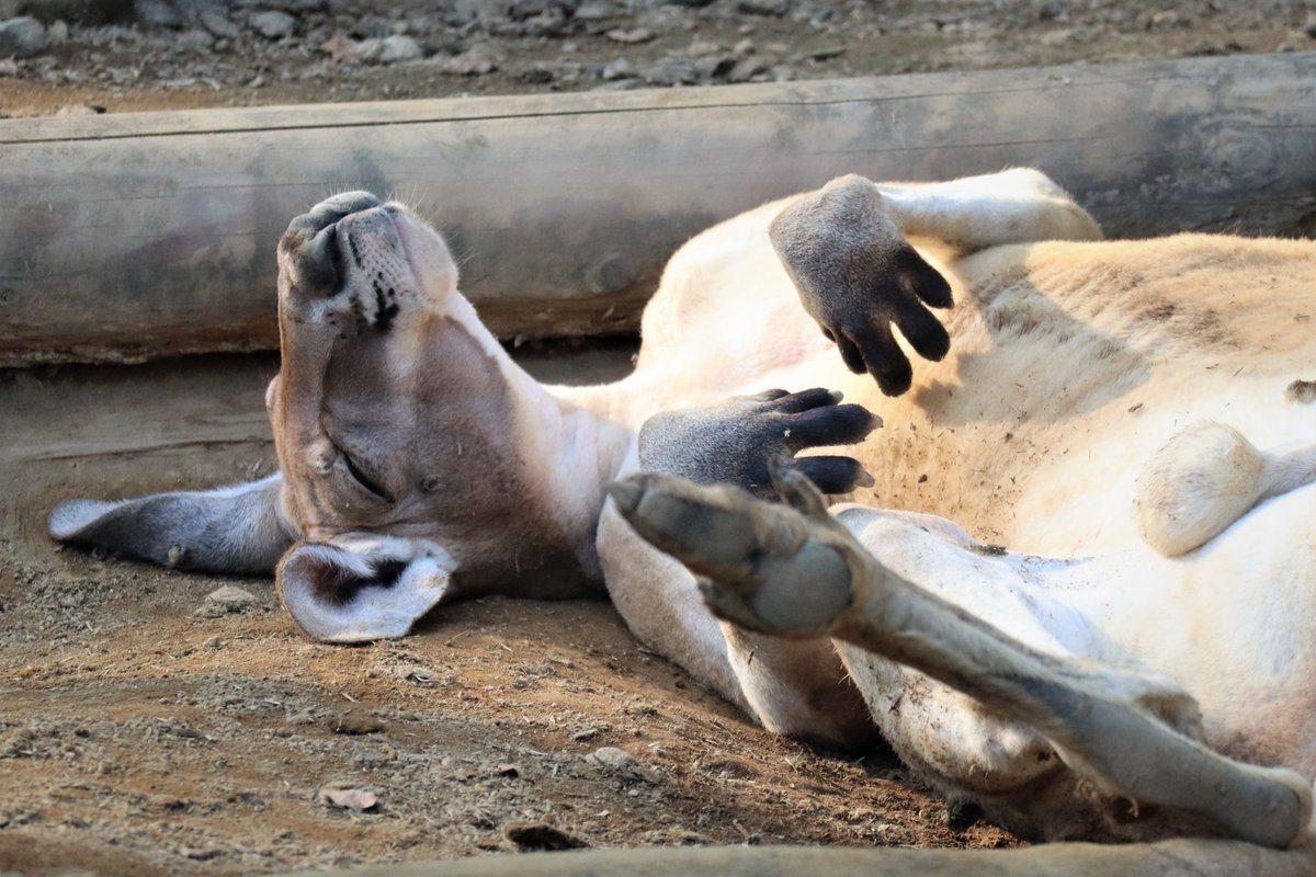 おのゆみ 動物と音楽 眠いカンガルーの手が好きです 多摩動物公園 カンガルー