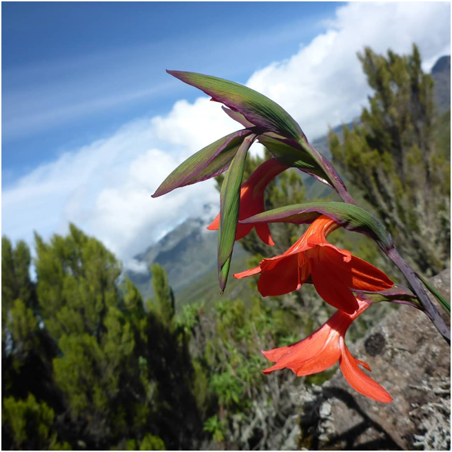 KileleClimb's tweet photo. Kilimanjaro has so many beautiful flowers which appear from rainforest up to Alpine desert zone. Flowers are amazing including this Gladiolus flower.
#nature #photography #flower #Adventuremaker #kilimanjaroadventures #TrekkingTour #Climber #kilimanjaro #kileleclimbtour https://t.co/iUJRtpo7tj