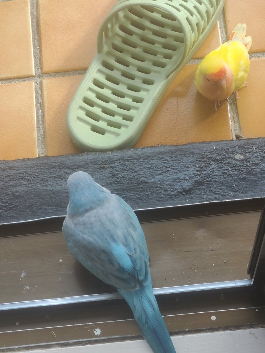 왜저리 가만히 있나해서 가봤더니 우리집 깡패가 옆에 있었음..😯