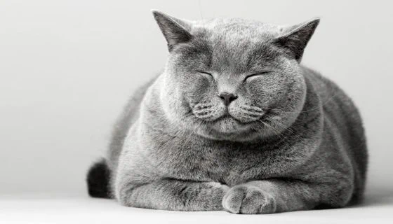 猫に好かれるコツ！「ゆっくりまばたき」をすると自分の飼い猫以外にも効果あり？
