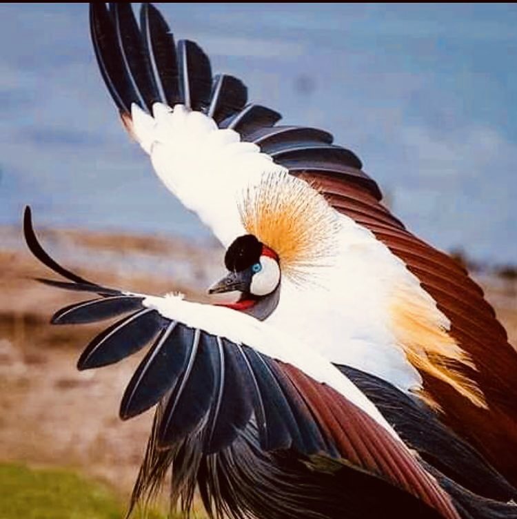 wagandasugar's tweet photo. 🎊Happy Independence Day to you and yours!🎊🇺🇬

Check out @WagandaSugar Instagram page for a chance to receive a special Independence Day gift. 

#WagandaSugar 🇺🇬
______________________
https://t.co/CaZYtrQoZg https://t.co/PrSv7ZqfbJ
