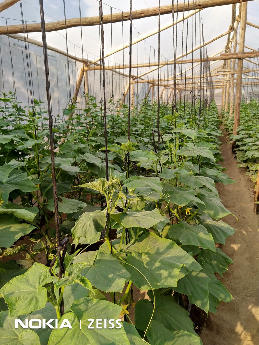 Francis B. Mapindani tweet media