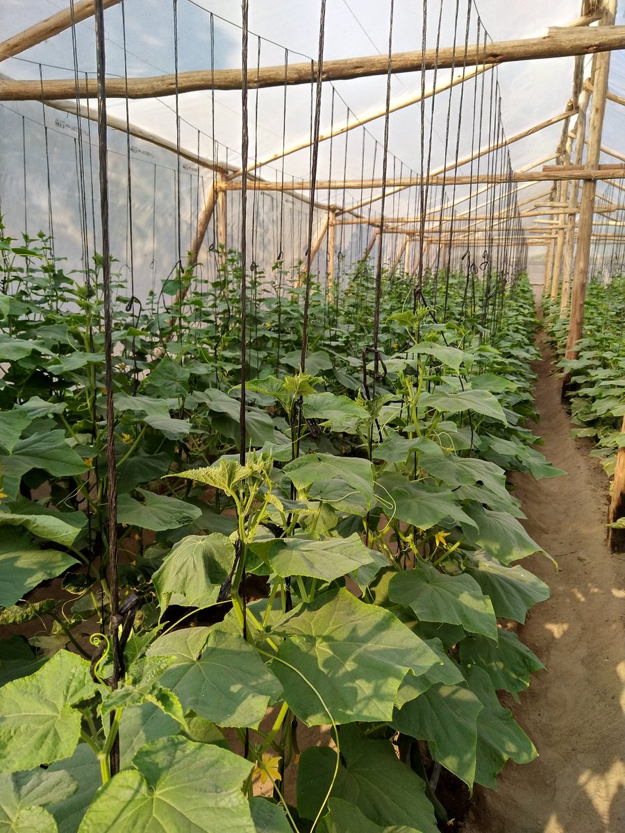 Francis B. Mapindani tweet media