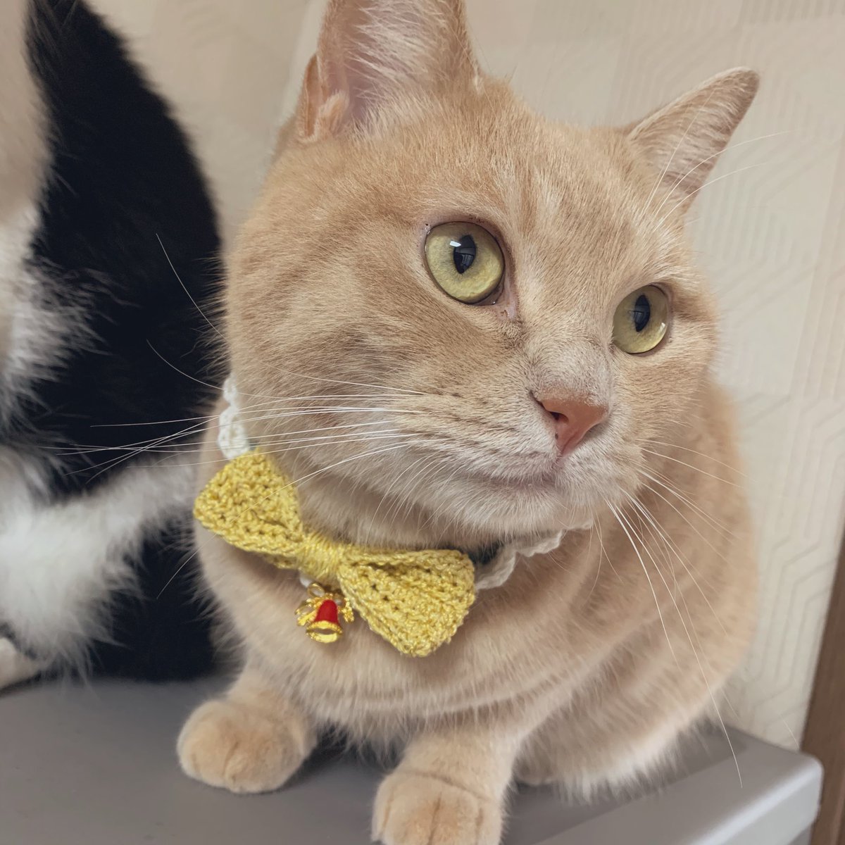 mmtr___429's tweet photo. トリアさんにクリスマス新作をつけて頂きました。

似合うーーーー

#猫首輪 #クリスマス首輪 #ミンネで販売中  #クリームタビー #スコティッシュフォールド #保護猫と暮らす https://t.co/1Gjei4F226