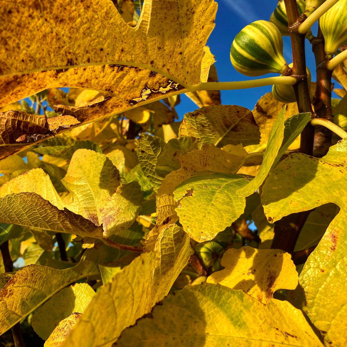 miwengermayer's tweet photo. Es herbstβlt β¦
#firstsignsofautumn #autumn #bluesky #wonderfulday #figtree #igers #instagram https://t.co/IdHmagh29W