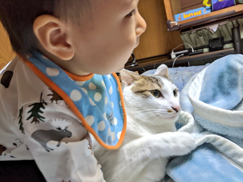 karakoro72's tweet photo. このあと、めっちゃ威嚇されました。

#ころん #保護ねこ #ねことこども https://t.co/4huurTmWSQ