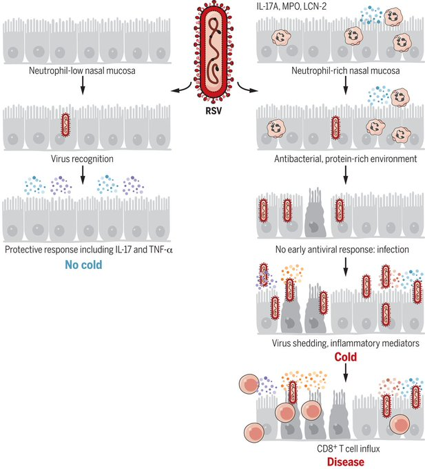 Our new paper out today in Science. Wonderful team effort, showing the importance of innate immunity in the earliest stages of respiratory viral infection... please re-tweet!