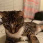 thread of p-p-p-patches!.!.!!.!.!