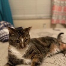 thread of p-p-p-patches!.!.!!.!.!