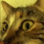 thread of p-p-p-patches!.!.!!.!.!