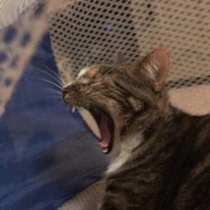 thread of p-p-p-patches!.!.!!.!.!