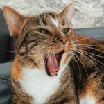 thread of p-p-p-patches!.!.!!.!.!