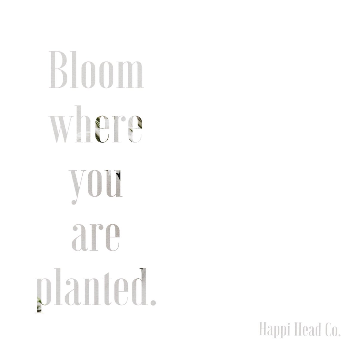 Happi Head Co. tweet media